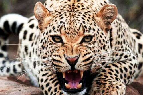 الحيوانات المفترسة والحيوانات الأليفة by acilosama - Ourboox.com