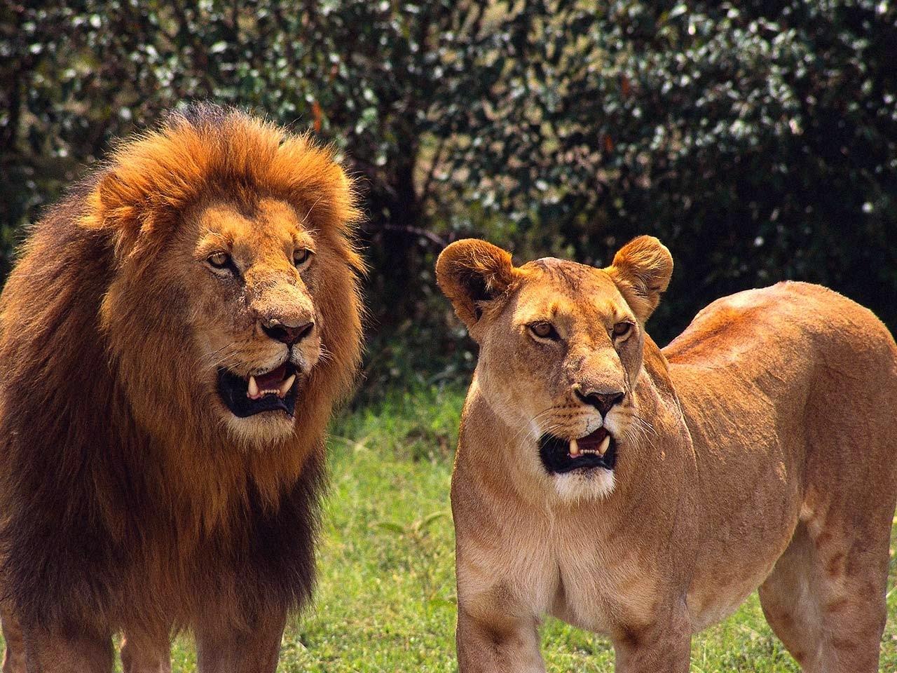 الحيوانات الأليفة والحيوانات المفترسة by linawadee - Ourboox.com