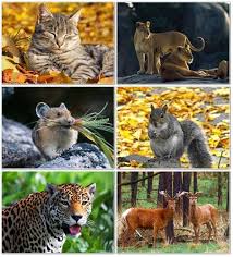 حيوانات by ghada - Ourboox.com