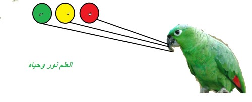 الحيوانات by neda jabri - Ourboox.com