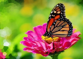 الفراشات by NidalBadran - Ourboox.com