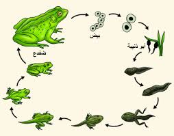 دورة حياة الضفدع by Rasmiehhawa - Ourboox.com