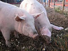 الاطعمة والاشربة.. by inas jalajel - Illustrated by الاطعمه والاشربه - Ourboox.com