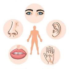 الحواس الخمسة by enas saleh - Illustrated by ايناس عبد الرحمن - Ourboox.com