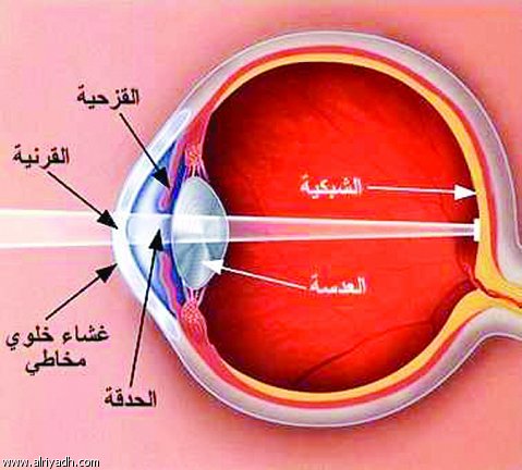 حاسة البصر (العين) by safaa hamad - Ourboox.com