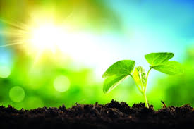 البذور by huda - Ourboox.com