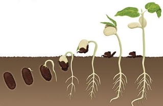 النباتات by Taghrid - Ourboox.com