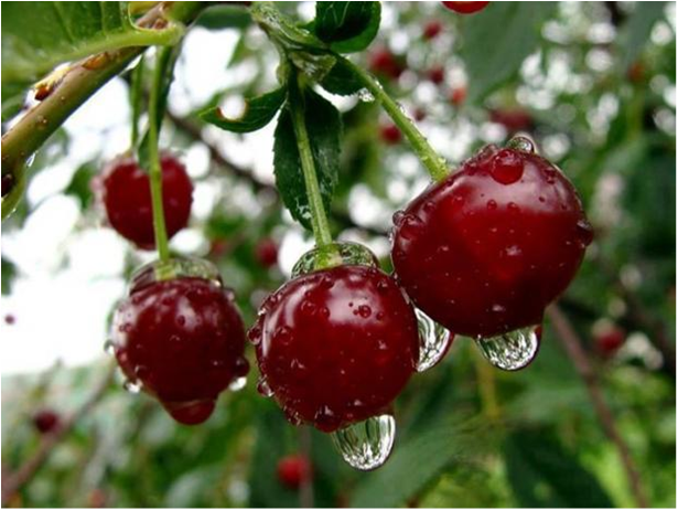 Літечко прийшло by oliynik - Illustrated by Оповідання - Ourboox.com