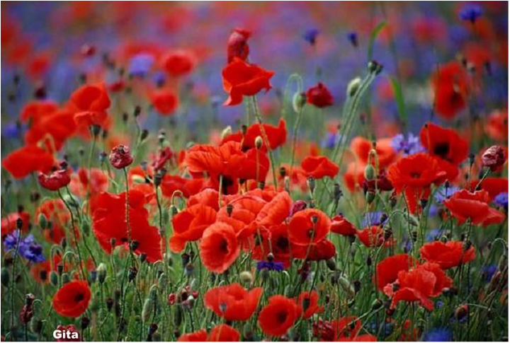 Літечко прийшло by oliynik - Illustrated by Оповідання - Ourboox.com