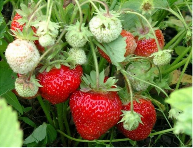 Літечко прийшло by oliynik - Illustrated by Оповідання - Ourboox.com