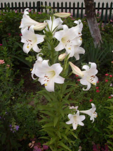 Літечко прийшло by oliynik - Illustrated by Оповідання - Ourboox.com