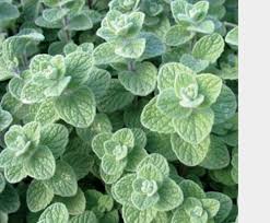 النباتات الطبية by mohammad - Ourboox.com