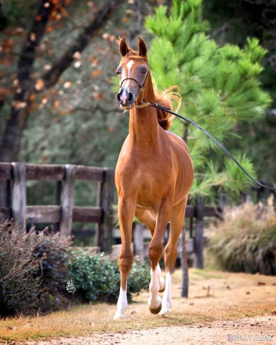 خيل by shahed moed - Illustrated by شهد موعد  - Ourboox.com