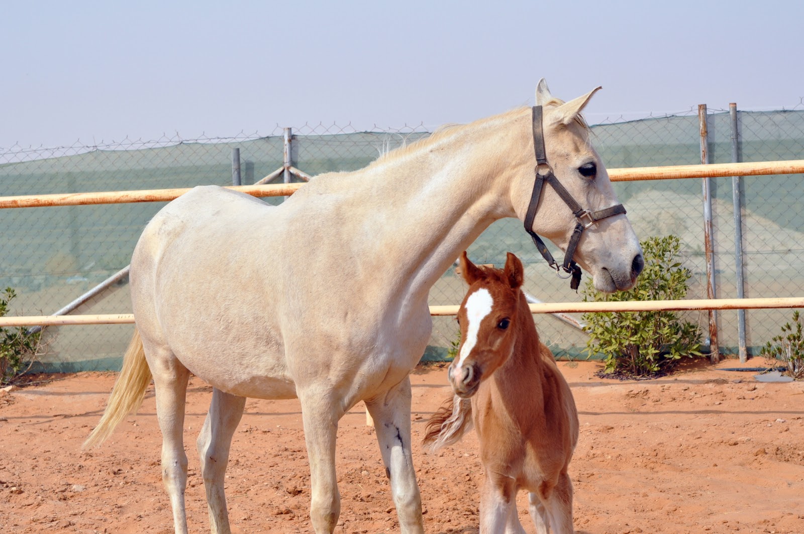 خيل by shahed moed - Illustrated by شهد موعد  - Ourboox.com