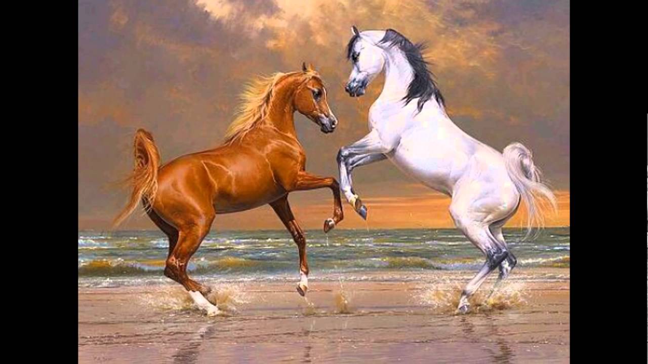 خيل by shahed moed - Illustrated by شهد موعد  - Ourboox.com