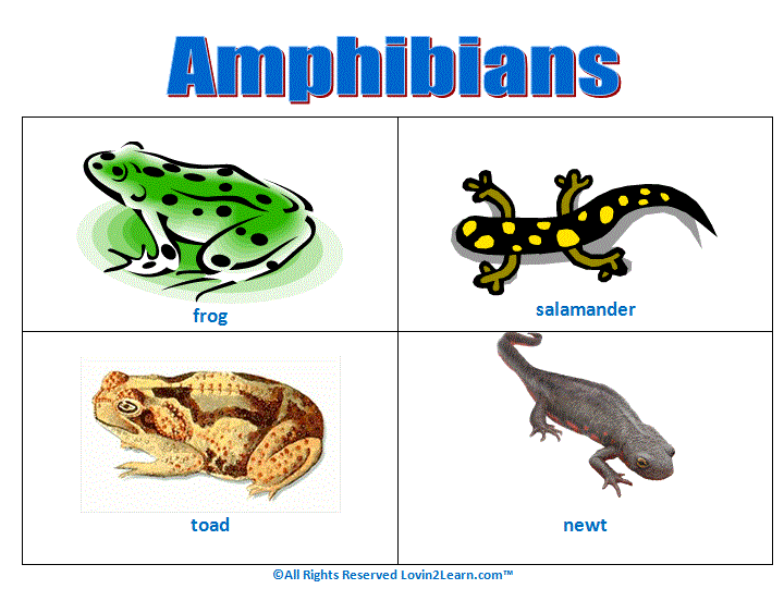 All About Amphibians by Summer Smith - Ourboox.com