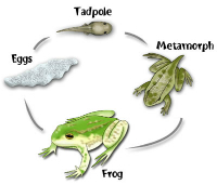 All About Amphibians by Summer Smith - Ourboox.com