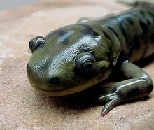 All About Amphibians by Summer Smith - Ourboox.com
