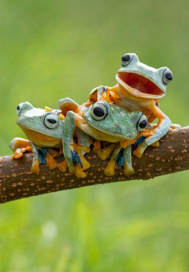 All About Amphibians by Summer Smith - Ourboox.com