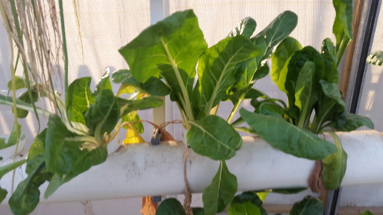 example by lehava Nazareth - Illustrated by כעביה ניהאד - Ourboox.com