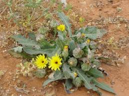 النباتات البرية by amani - Ourboox.com