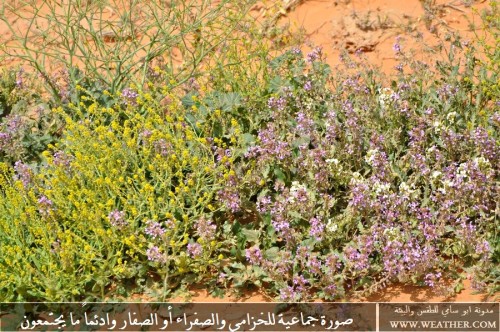 نباتات البريه by asala - Ourboox.com