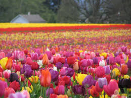 الازهار والنحل by noor irshead - Illustrated by نور ارشيد - Ourboox.com