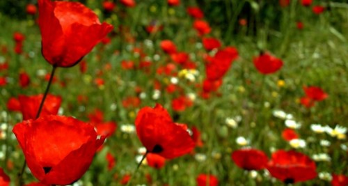 النباتات البرية by amani - Ourboox.com