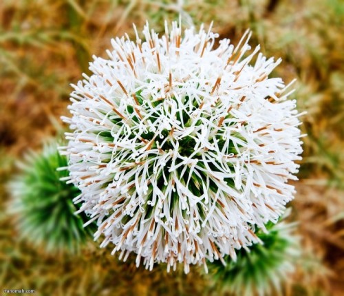 النباتات البرية by sondos dweik - Illustrated by sondos - Ourboox.com