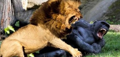 الحيوانات المفترسة by layan - Illustrated by ليان - Ourboox.com