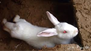 animls by malak - Ourboox.com