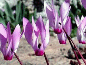 النباتات البرية