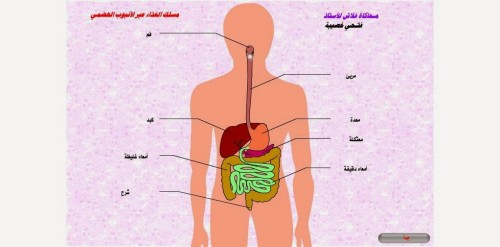 الجهاز الهمضي by sabahaburmaeleh - Ourboox.com