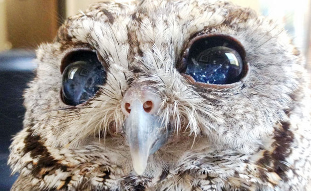 birds by Rachel zalmanovich - Ourboox.com