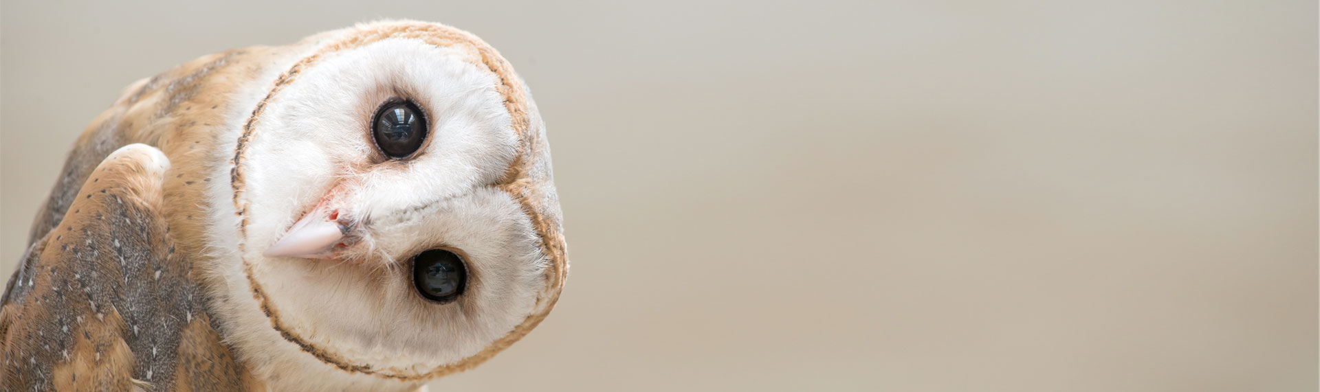 birds by Rachel zalmanovich - Ourboox.com