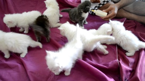 القطط by worod barakeh - Illustrated by ورود - Ourboox.com