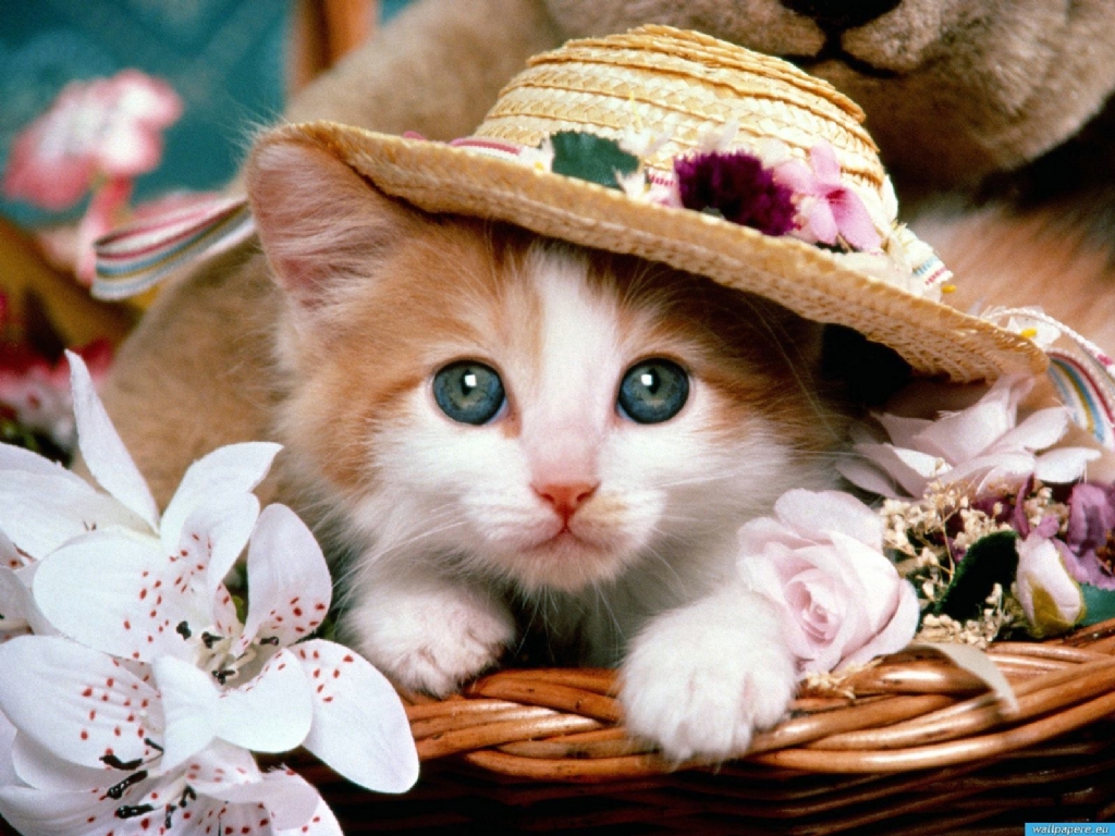 القطط by worod barakeh - Illustrated by ورود - Ourboox.com