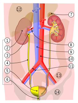 اجهزة جسم الانسان by ayamuneer - Illustrated by ayamoha.... - Ourboox.com