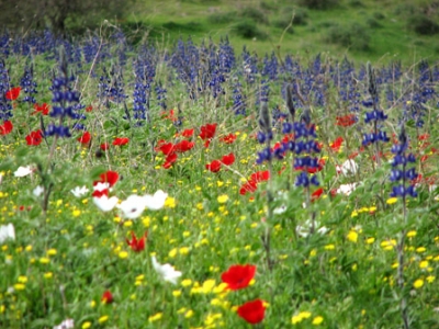 النباتات البرية by amani - Ourboox.com