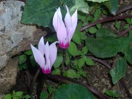 النبتات البرية by dalya hadad - Ourboox.com