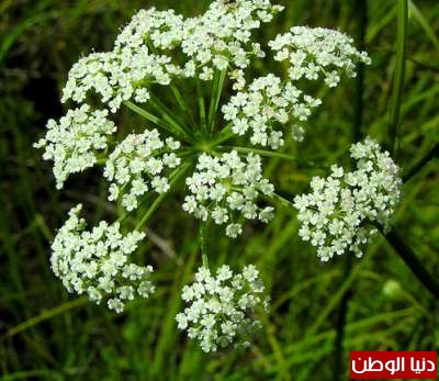 النباتات البرية by saja - Ourboox.com