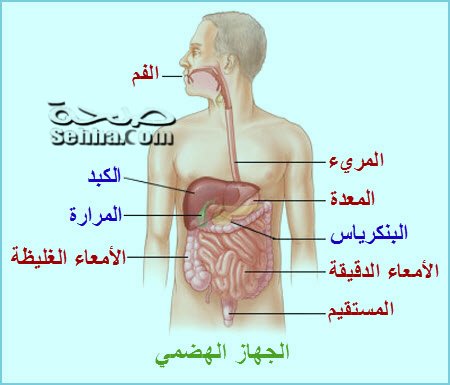 الجهاز الهضمي by alaa jaber - Illustrated by alajaber - Ourboox.com