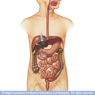 الجهاز الهضمي by dareen - Illustrated by دارين عجلوني - Ourboox.com