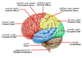 الجهاز العصبي by ayamuneer - Illustrated by ايه منير - Ourboox.com