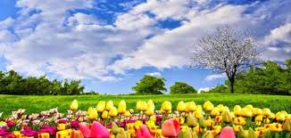 الربيع by fatima natsheh - Ourboox.com