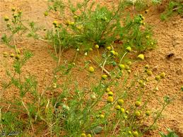 النباتات البرية by amani - Ourboox.com