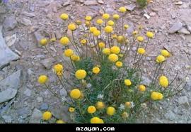 النباتات البريه by noor - Ourboox.com