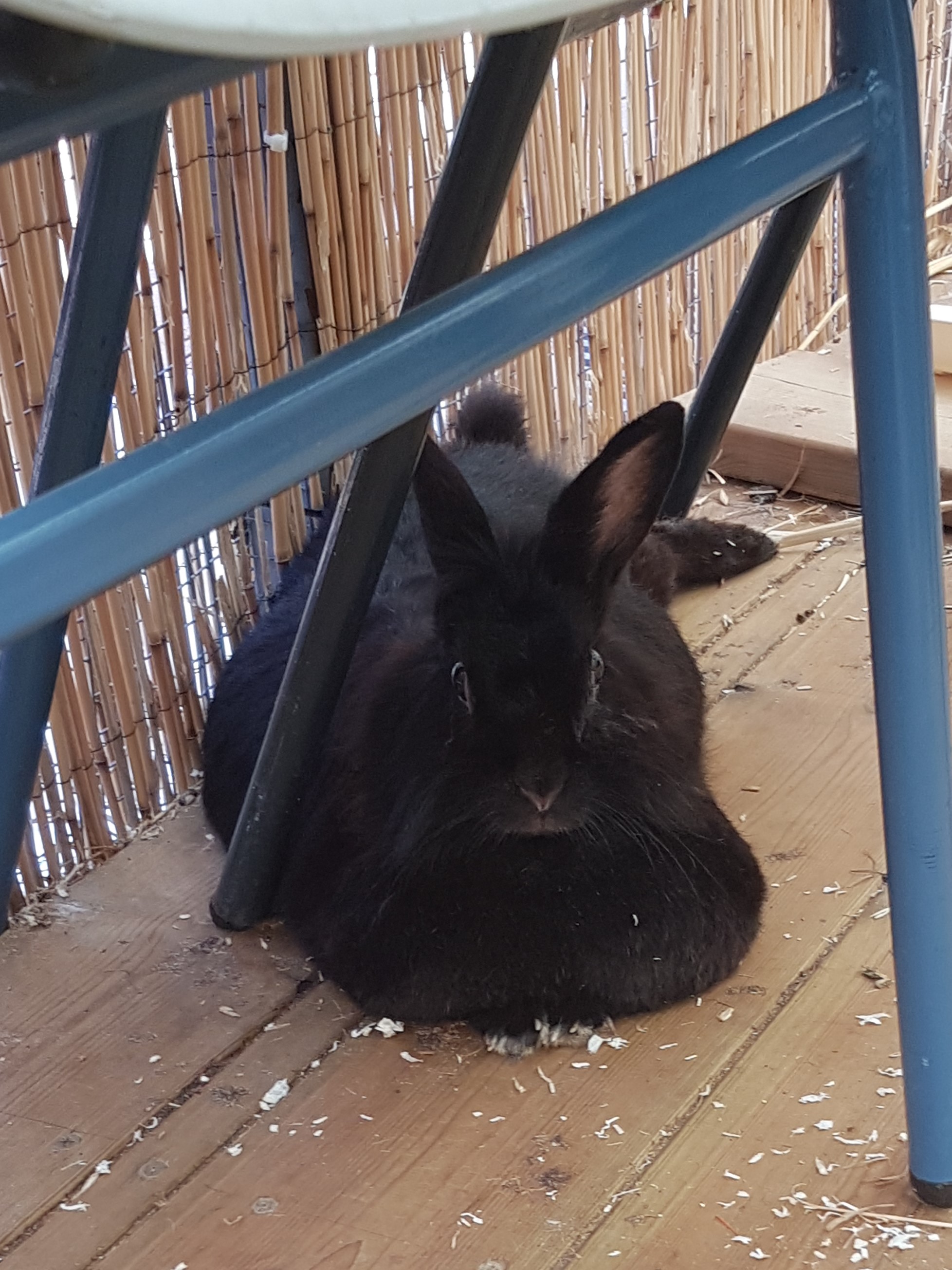 ספר החיות שלי by תלמיד  - Ourboox.com