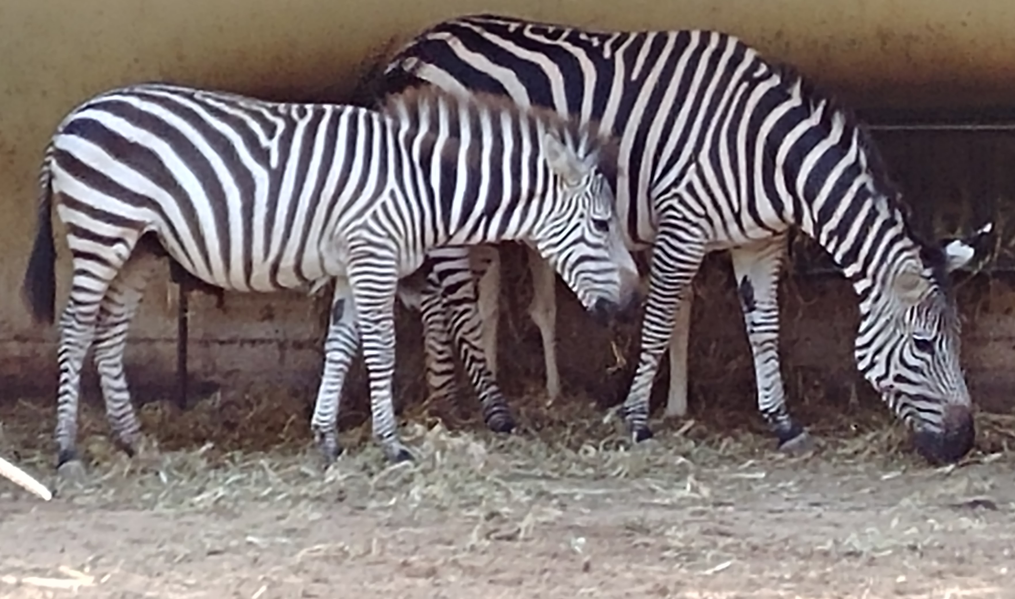 ספר החיות שלי by תלמיד  - Ourboox.com