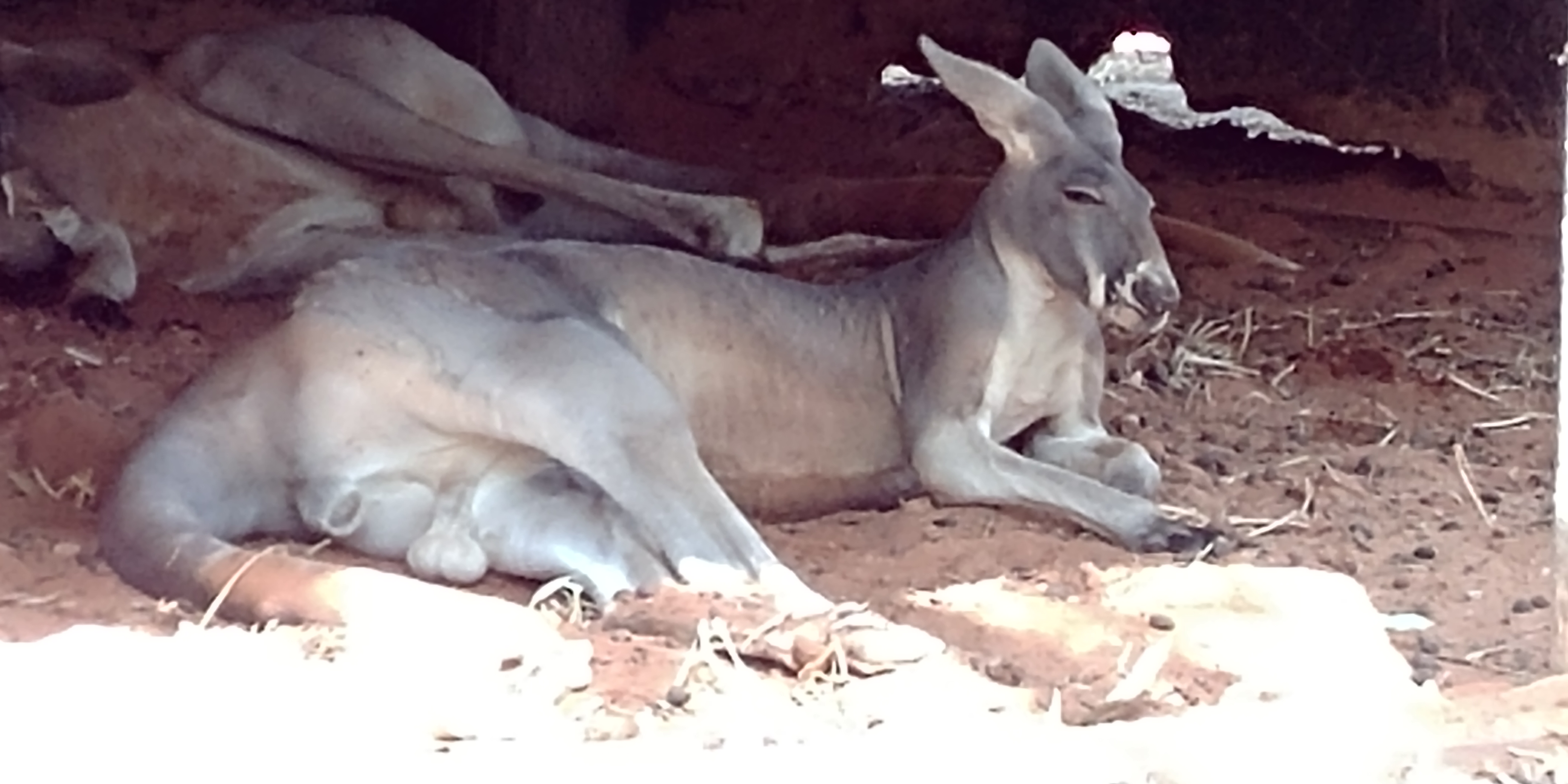 ספר החיות שלי by תלמיד  - Ourboox.com